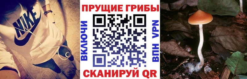 Купить закладки  Гдов  Псилоцибиновые грибы прущие грибы 